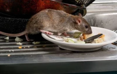 pest infestation claim